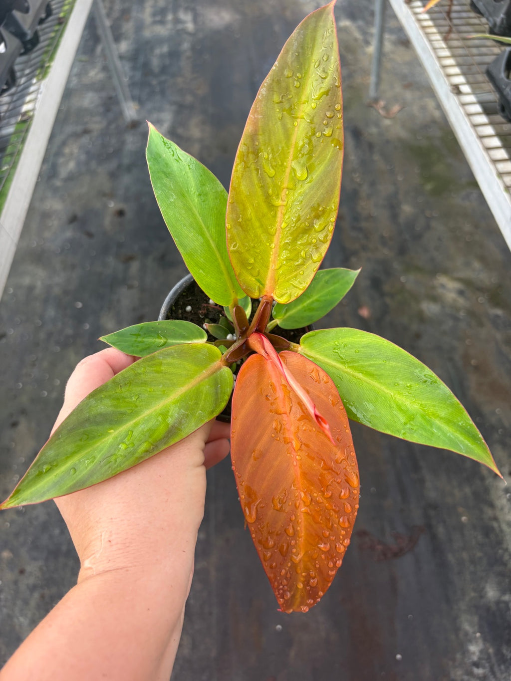 Red Sun Philodendron