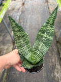 Sansevieria Robusta