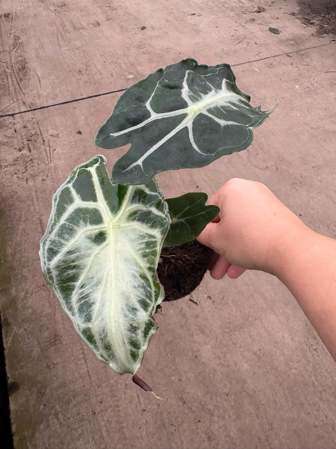 Alocasia Venom