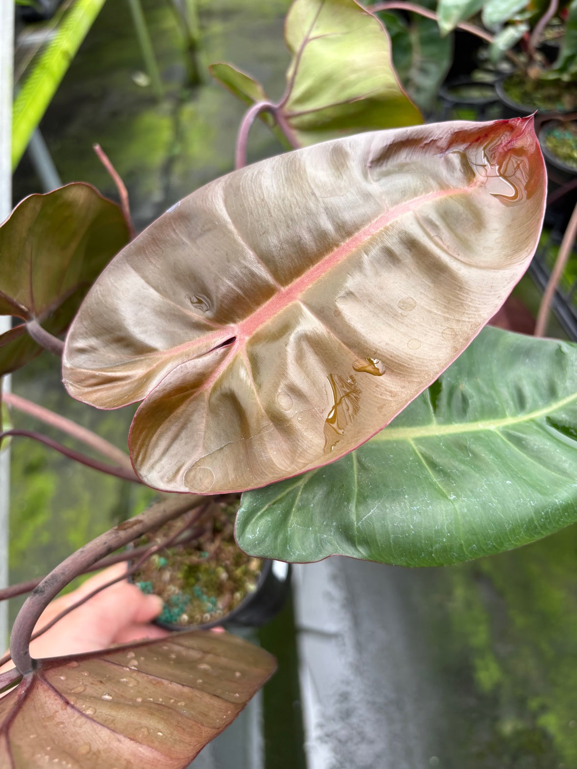 Pink Princess Cross Billietiae Philodendron
