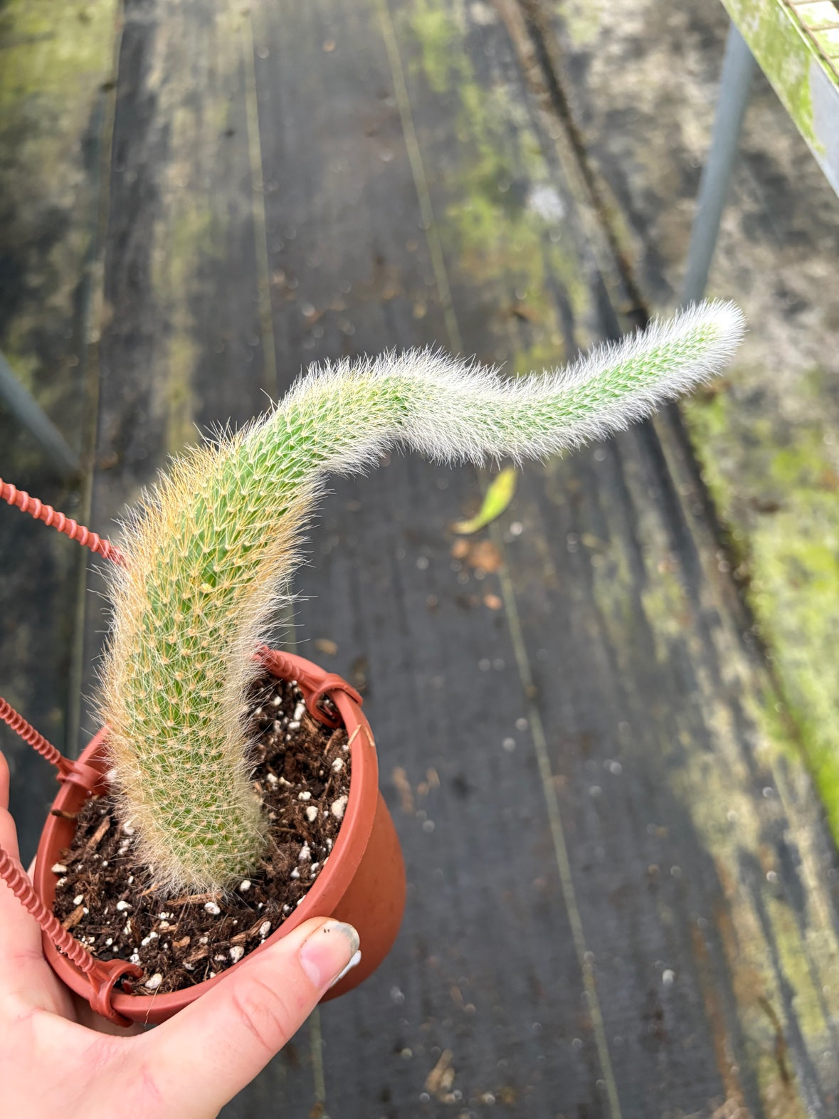 Monkey Tail Cactus