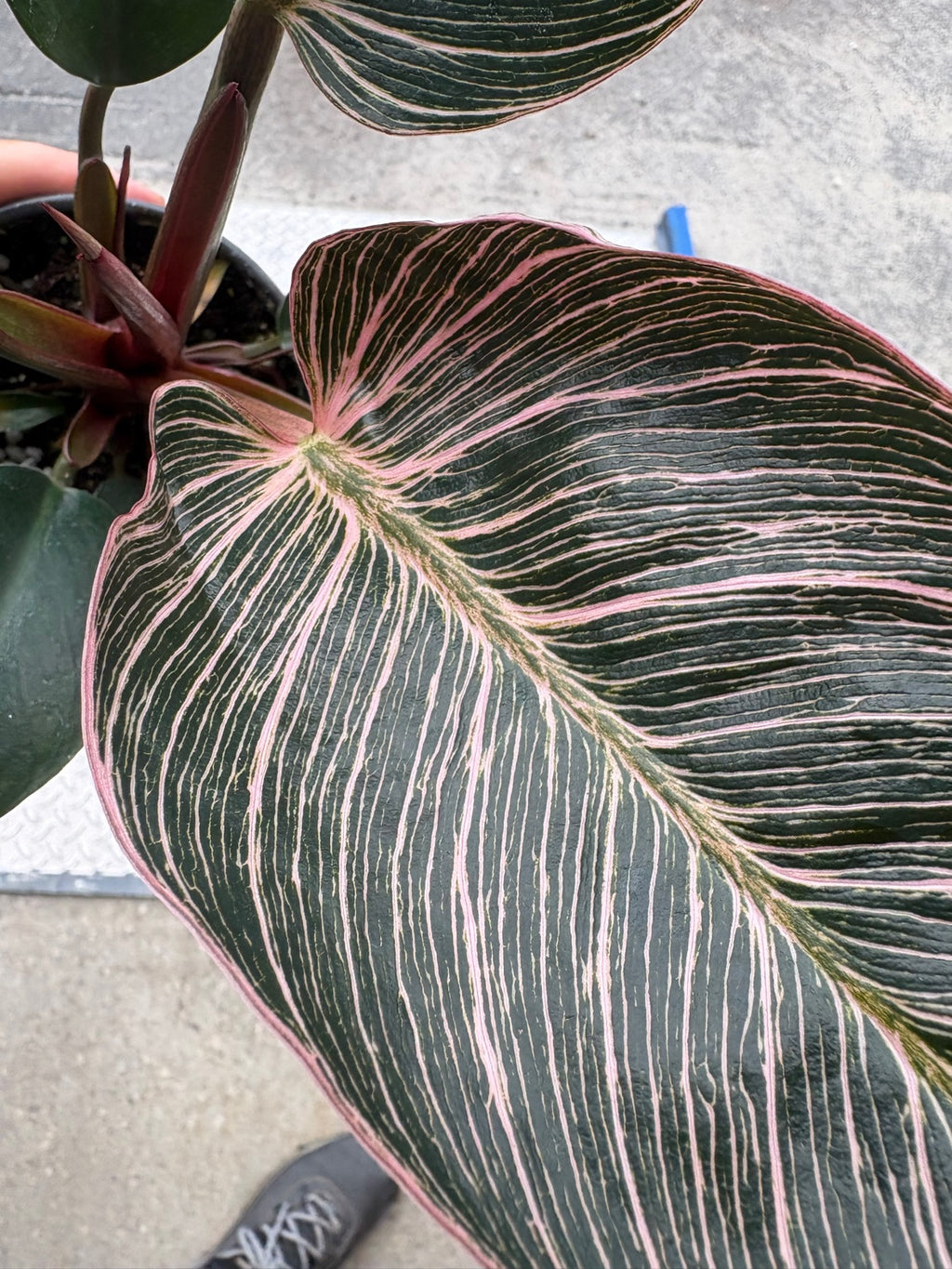 Philodendron Pink Birkin