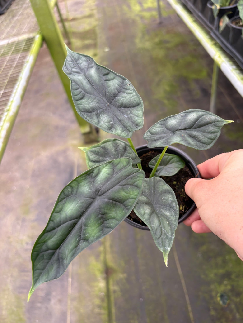 Dragon Scale Alocasia