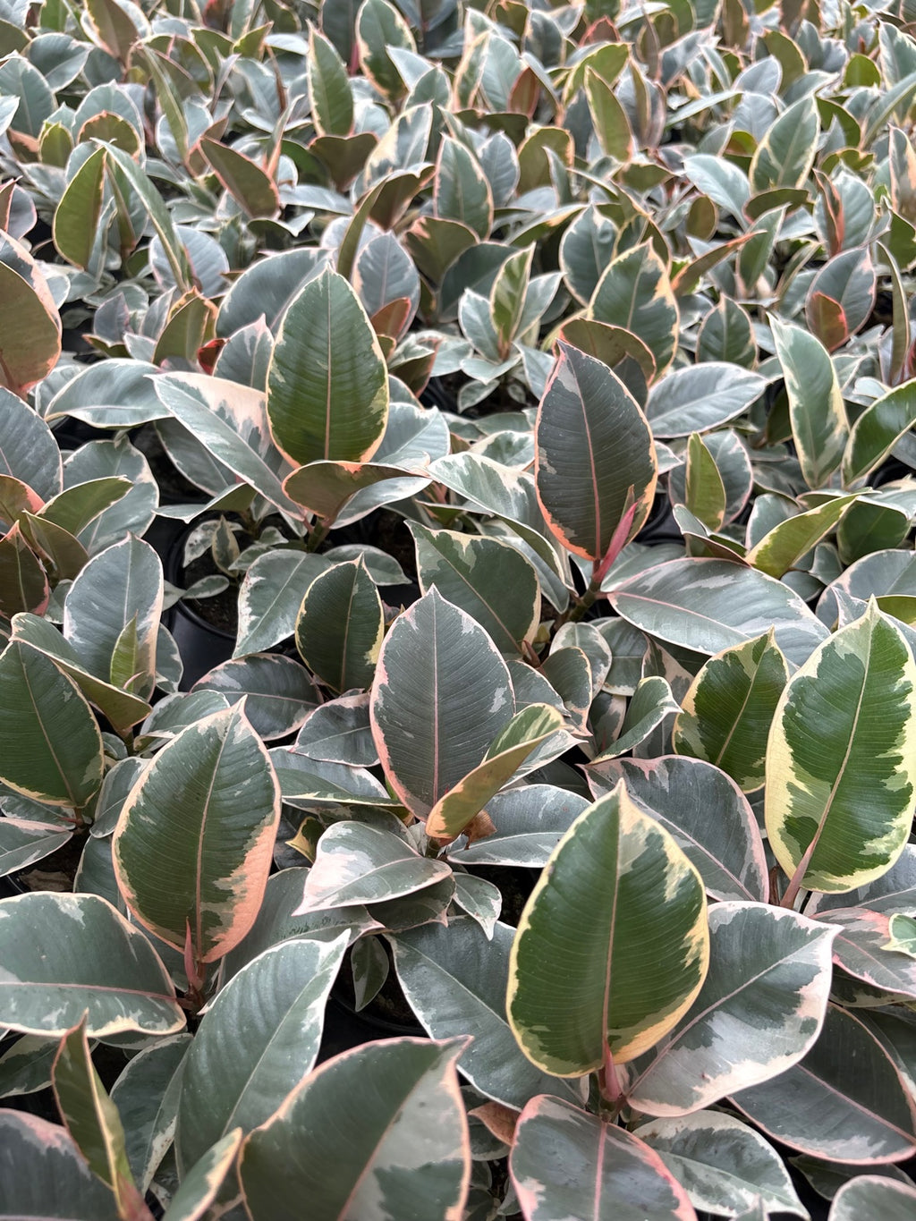 Ficus Ruby