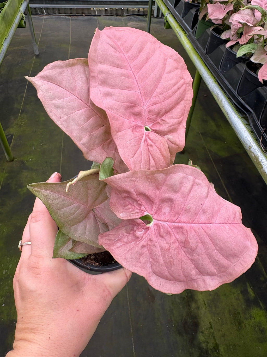 Syngonium Neon