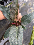 Philodendron Pink Birkin
