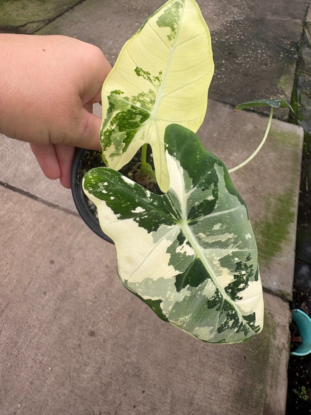 Variegated Alocasia Frydek