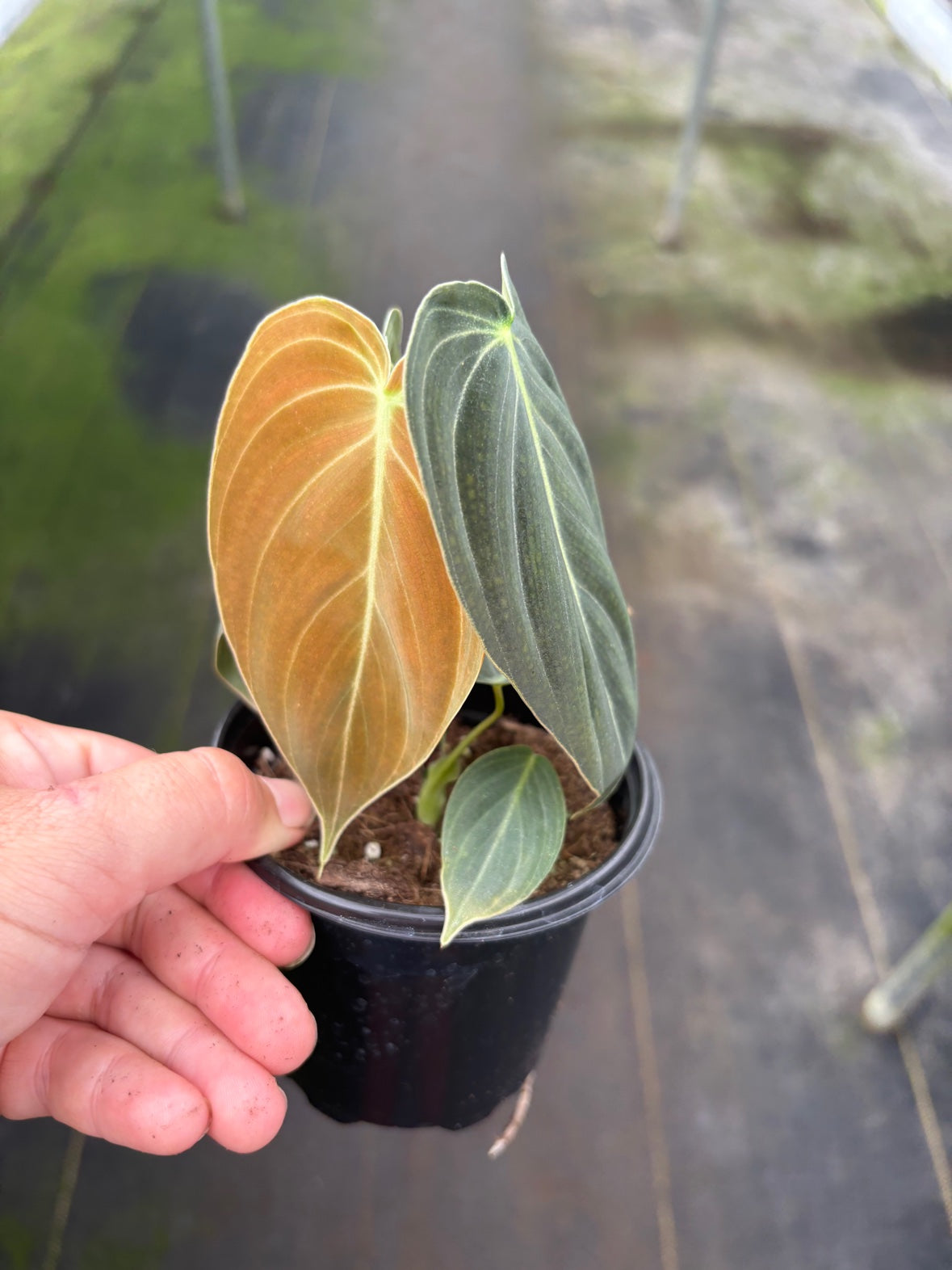 Philodendron Melanochrysum