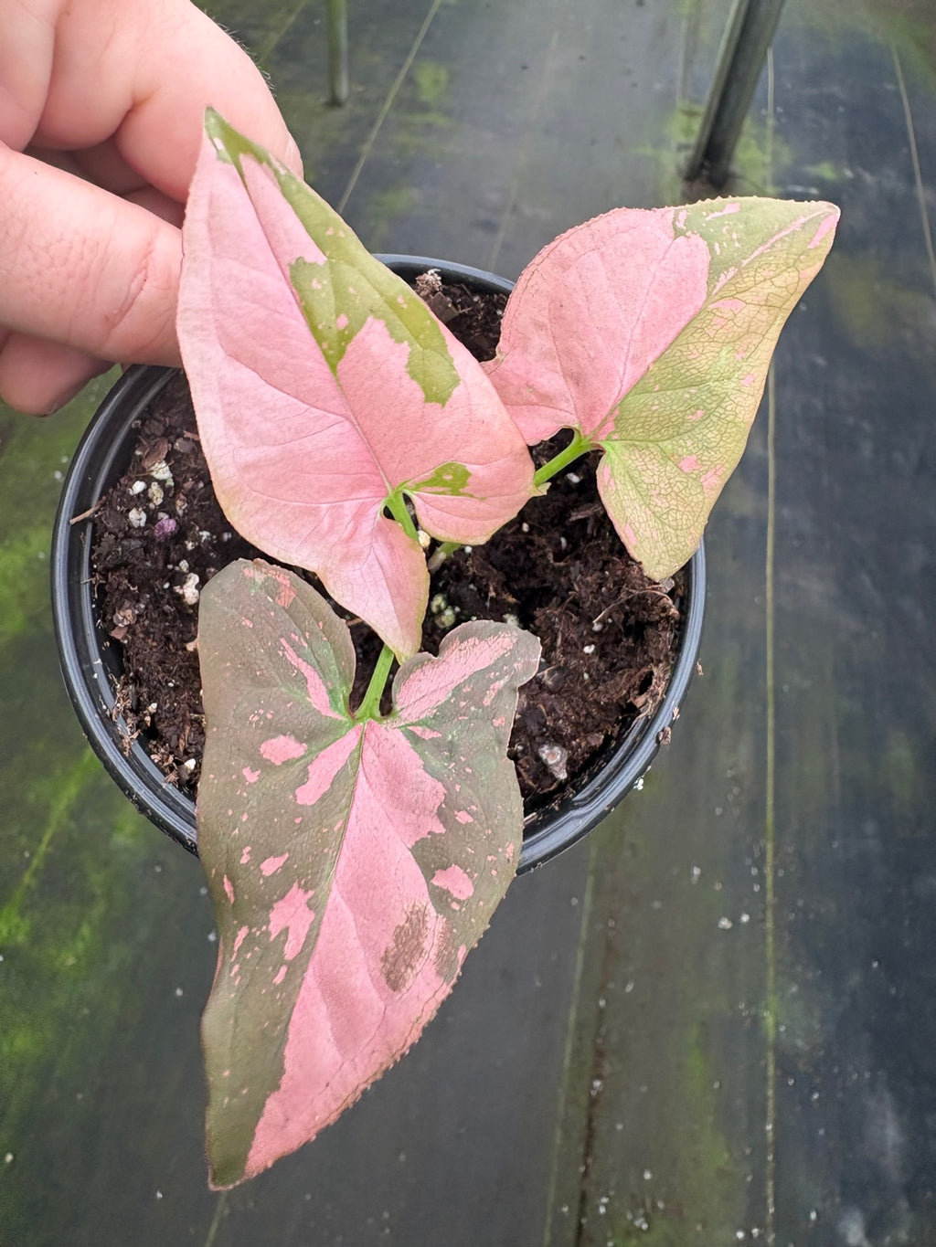 Pink Splash Syngonium