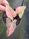 Pink Splash Syngonium