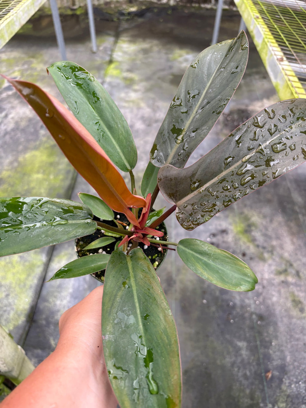 Florida Bronze Philodendron