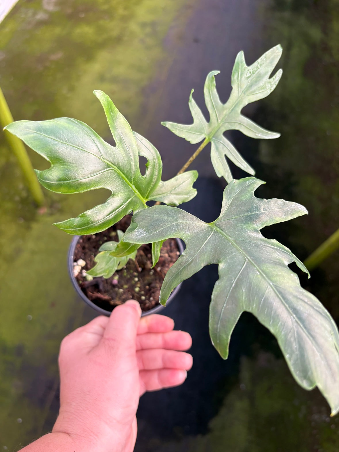 Alocasia Brancifolia