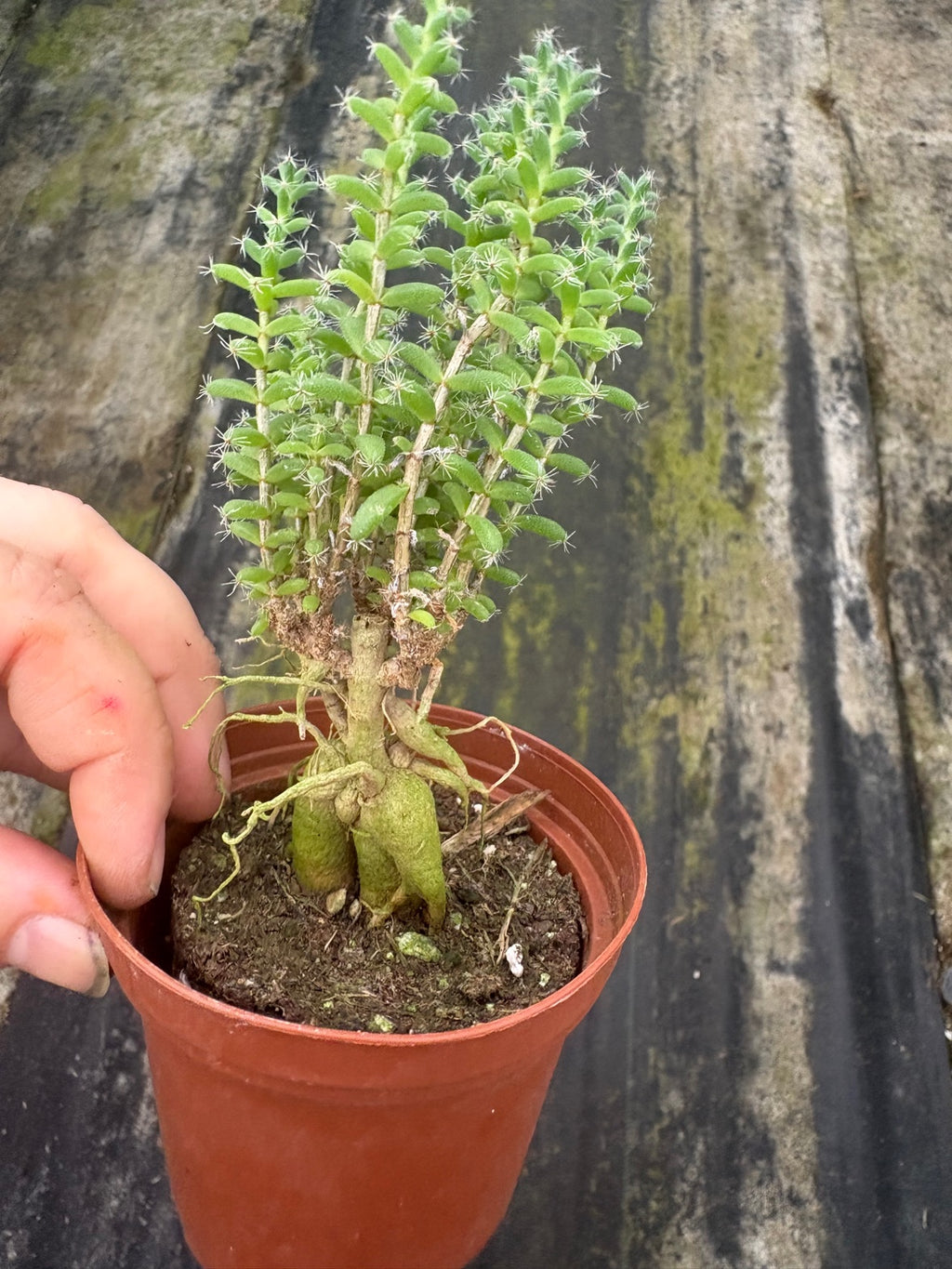 Trichodiadema Bulbosum Schwantes
