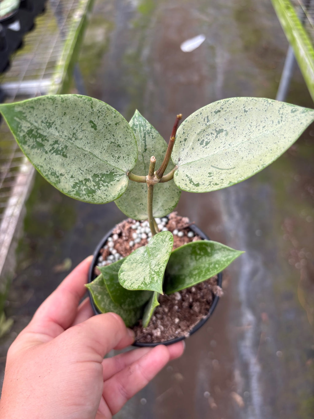 Hoya Silver Heart