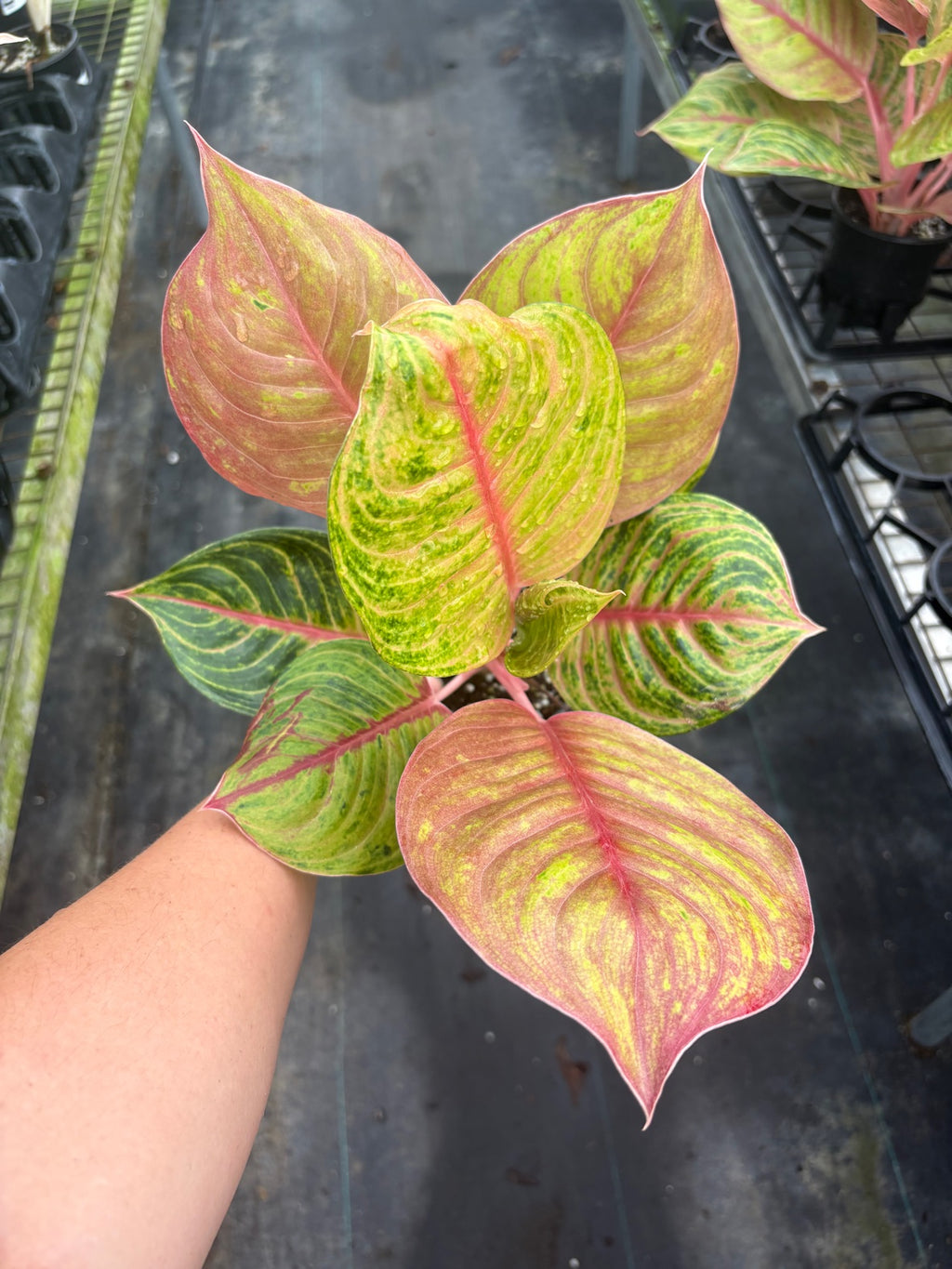 Aglaonema Jouli