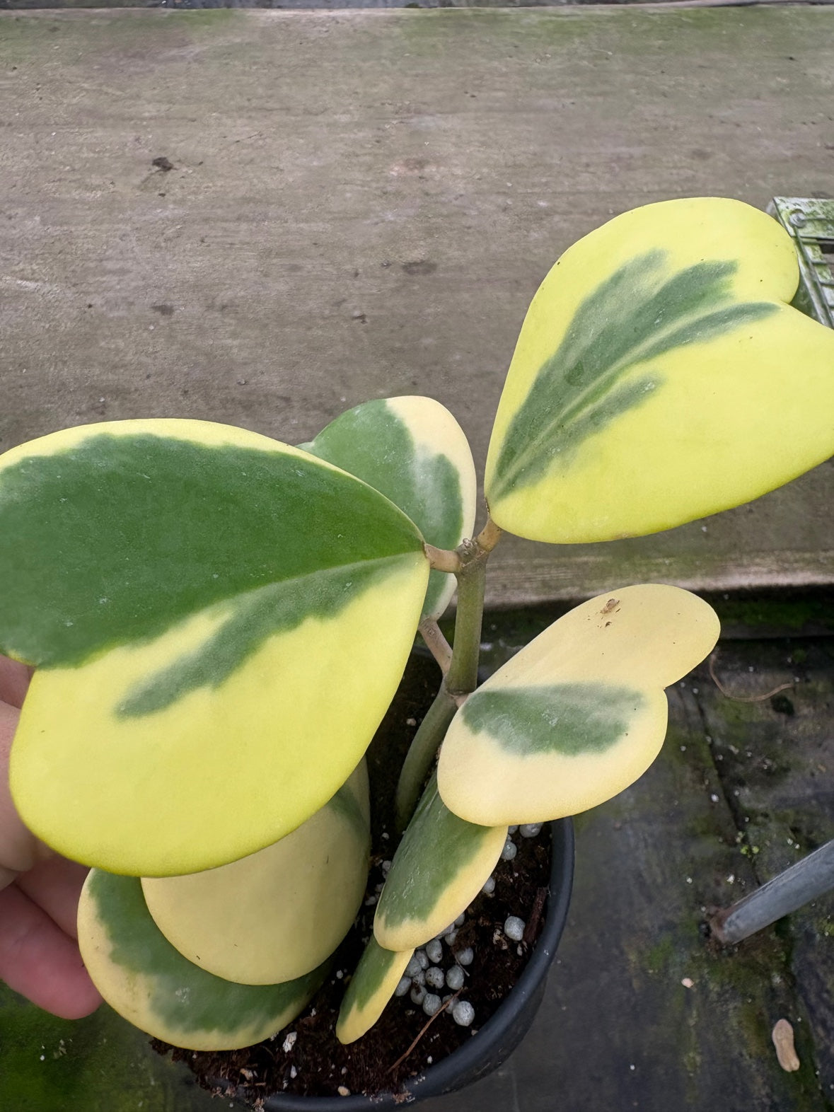 Outer Variegated Hoya Kerri Heart