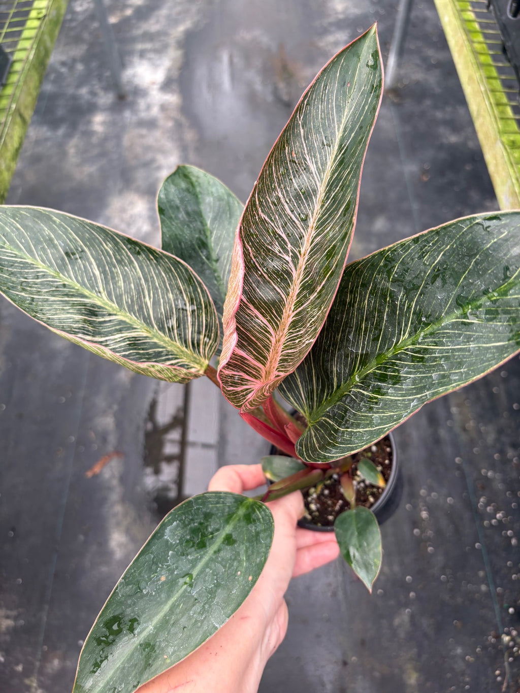 Philodendron Pink Birkin