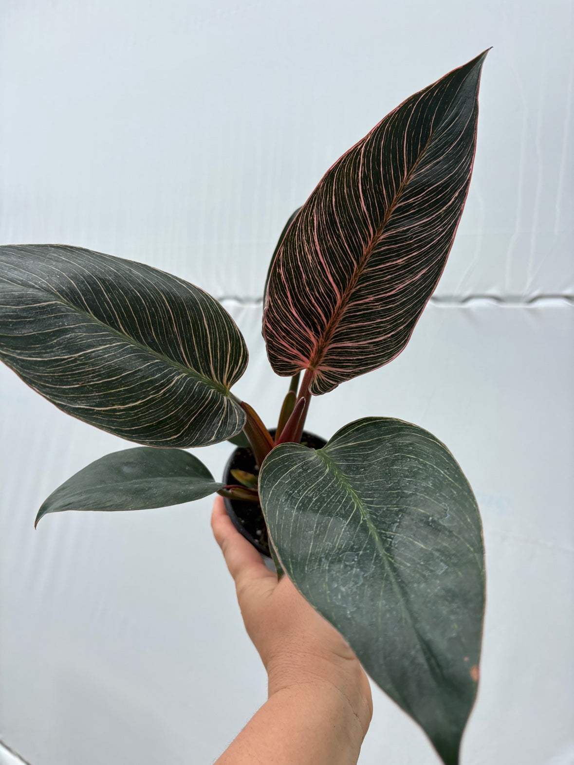 Philodendron Pink Birkin
