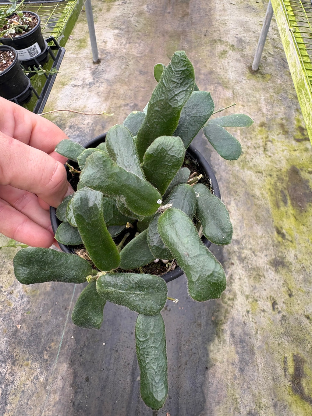 Hoya Roundiflora