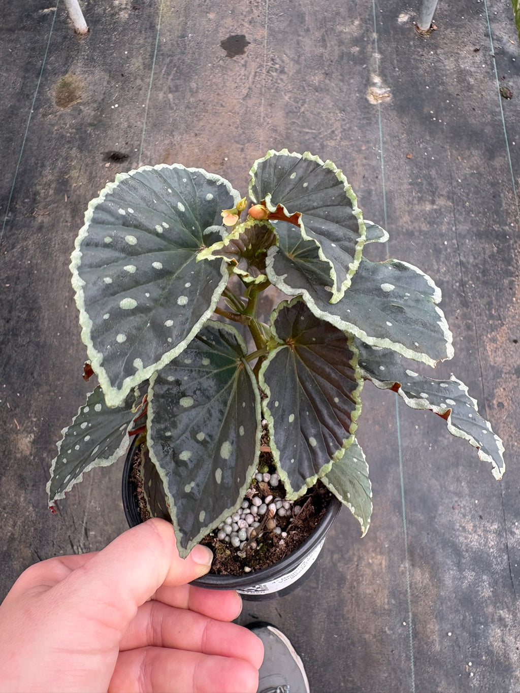 Begonia Darth Vader Green Spots