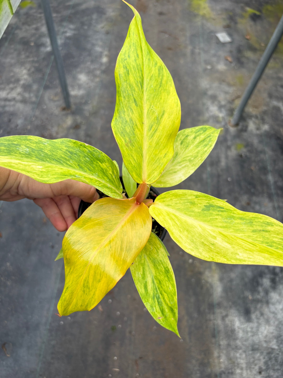 Philodendron Orange Marmalade