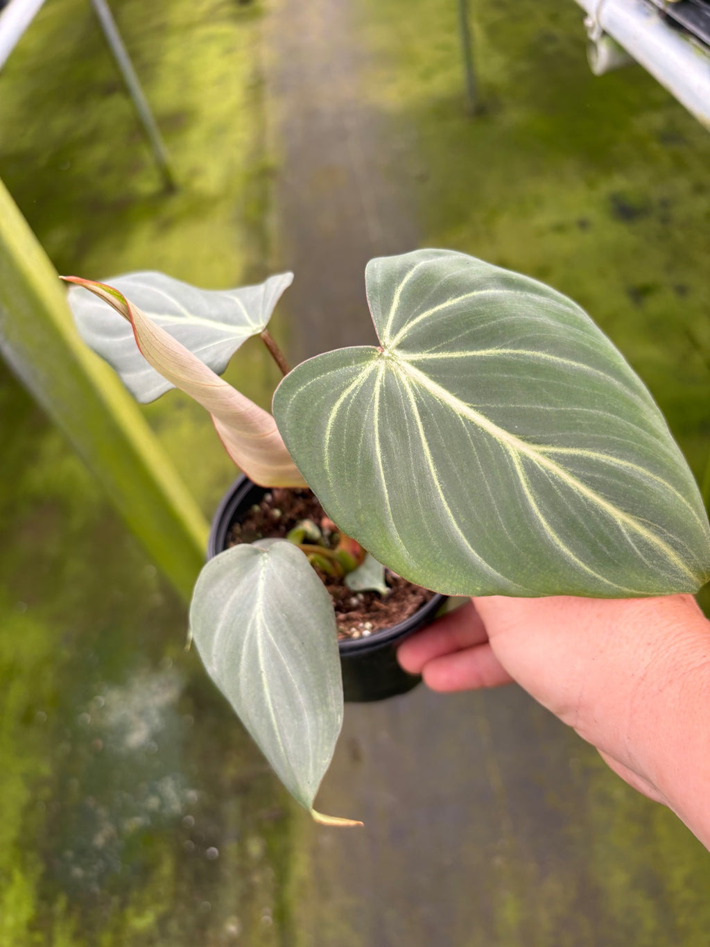Philodendron Gloriosum