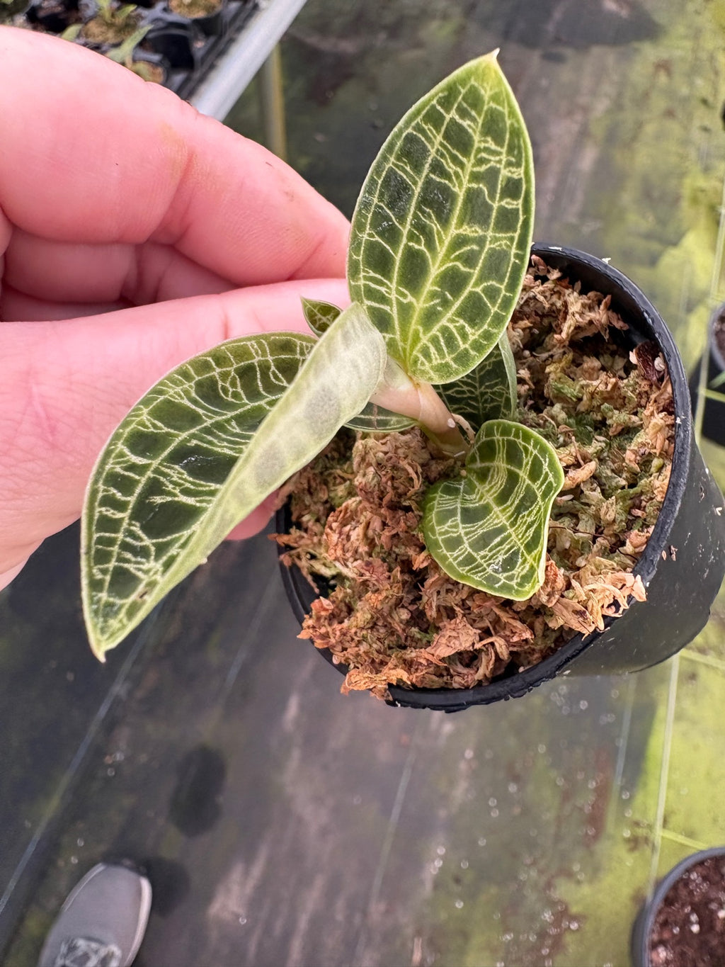 Macodes Jewel Orchid