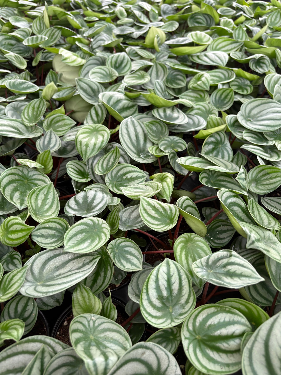 Watermelon Peperomia