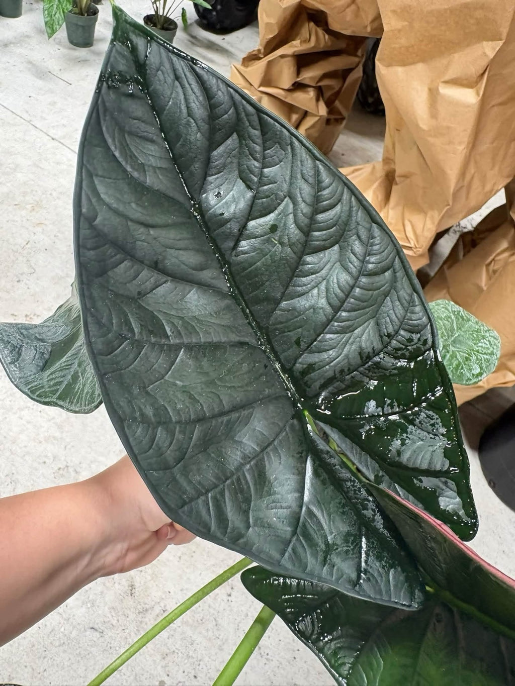 Alocasia Dragon Wing (Dragon Scale crossed with Scalprum)