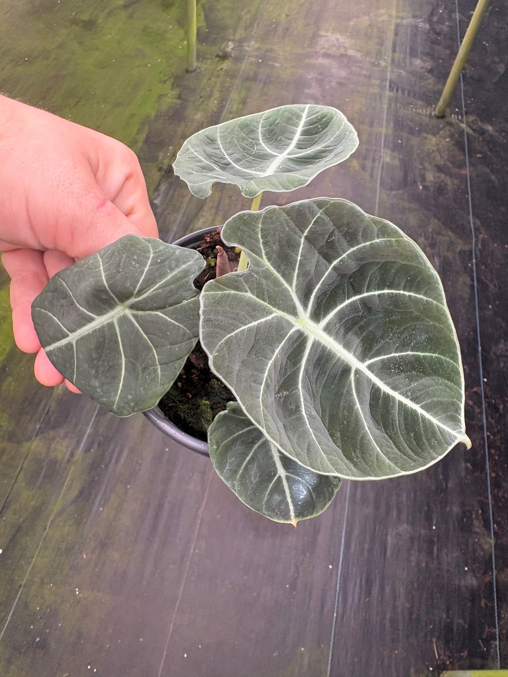 Alocasia Black Velvet