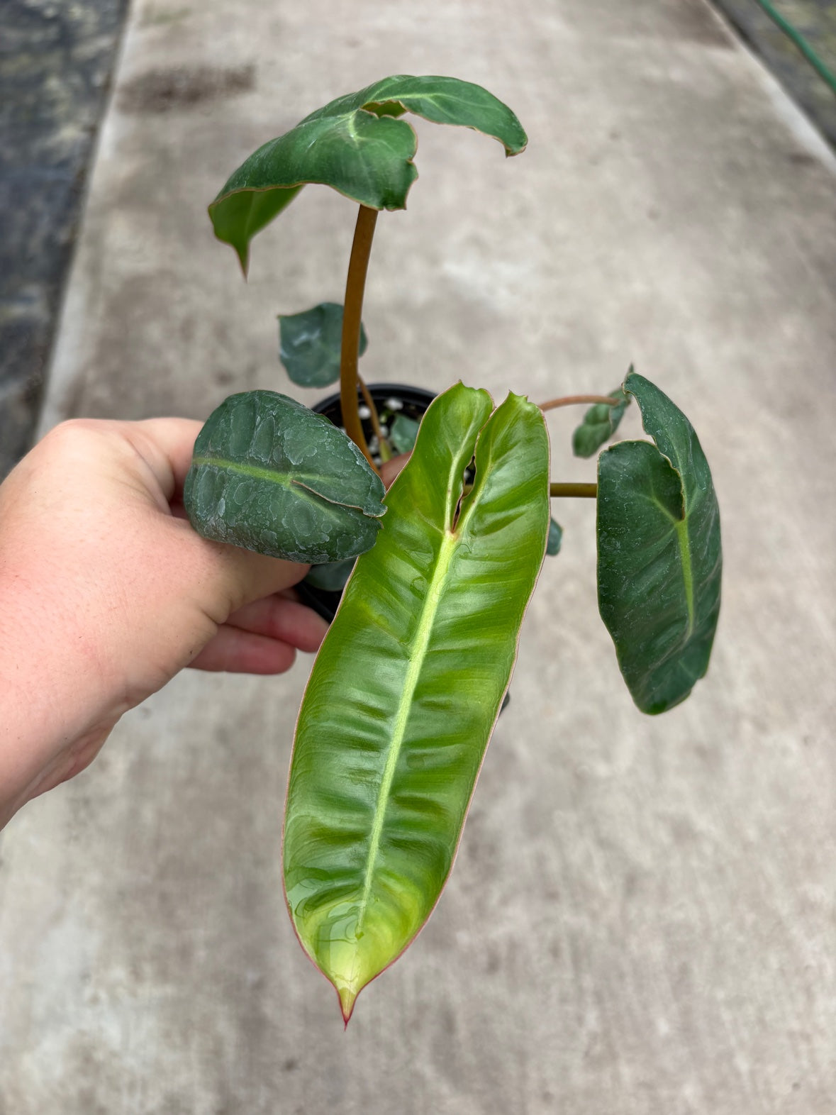 Philodendron Billietiae