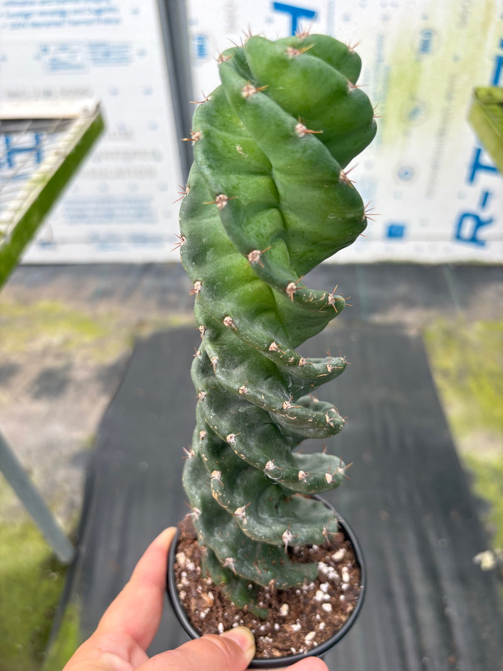 Spiral Cactus