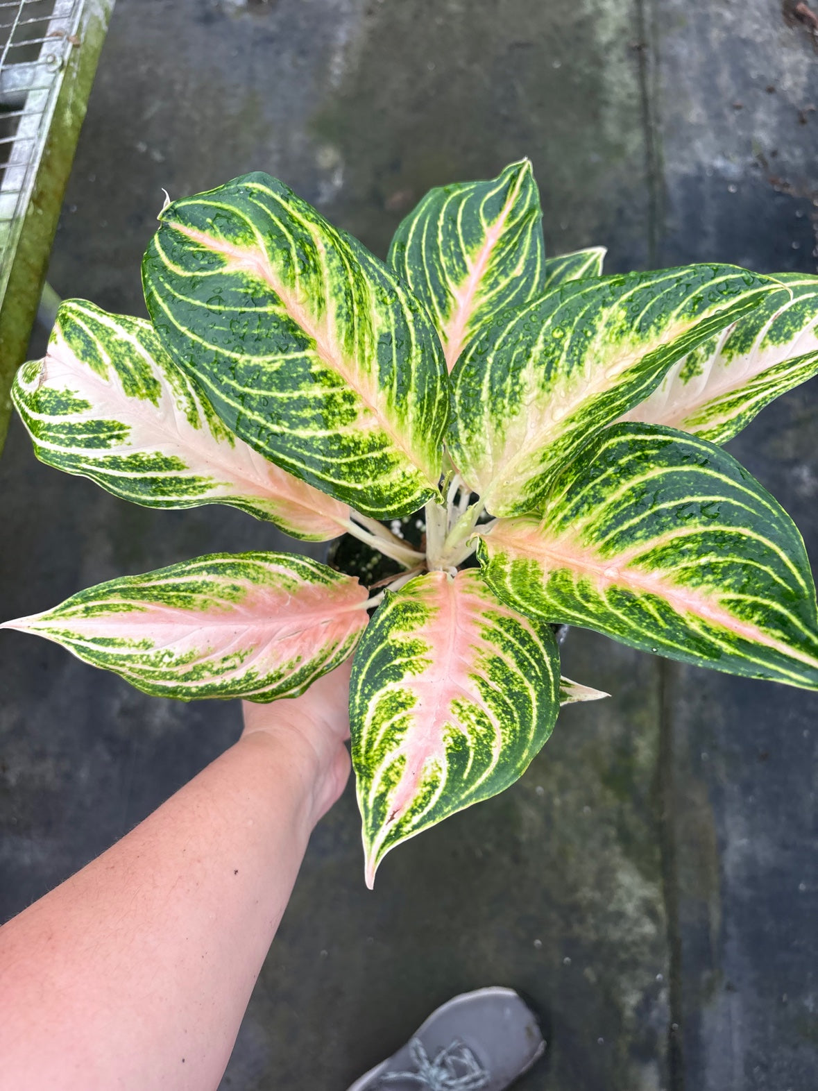 Aglaonema Pink Panama