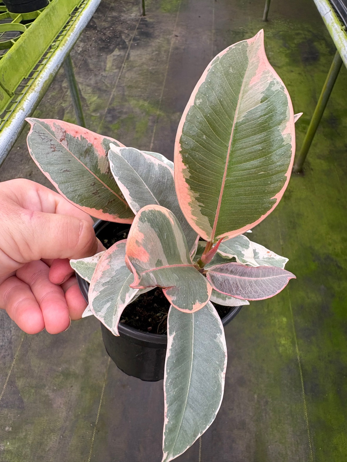 Ficus Ruby