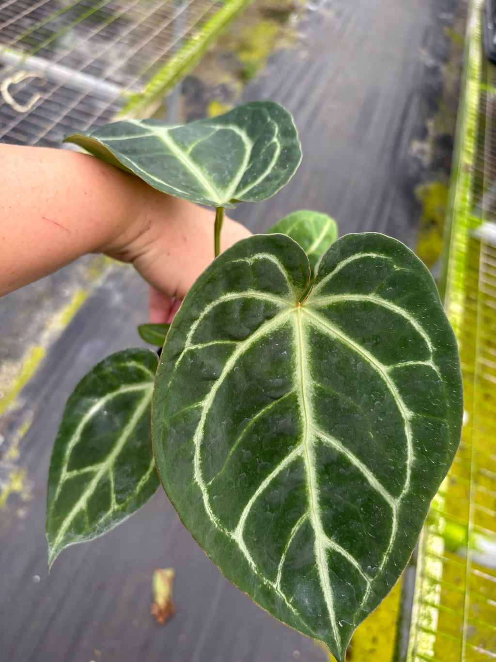 Anthurium Clarinervium