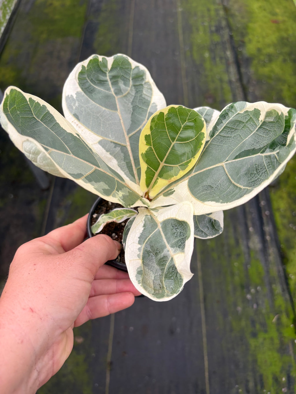 Variegated Ficus Lyrata aka Fiddle Leaf Fig
