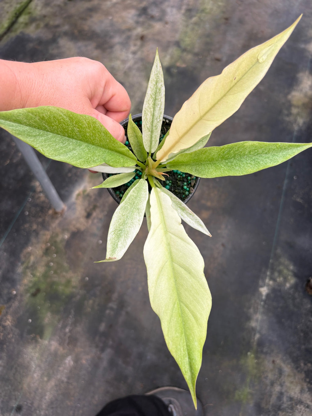Ring of Fire Mint Philodendron