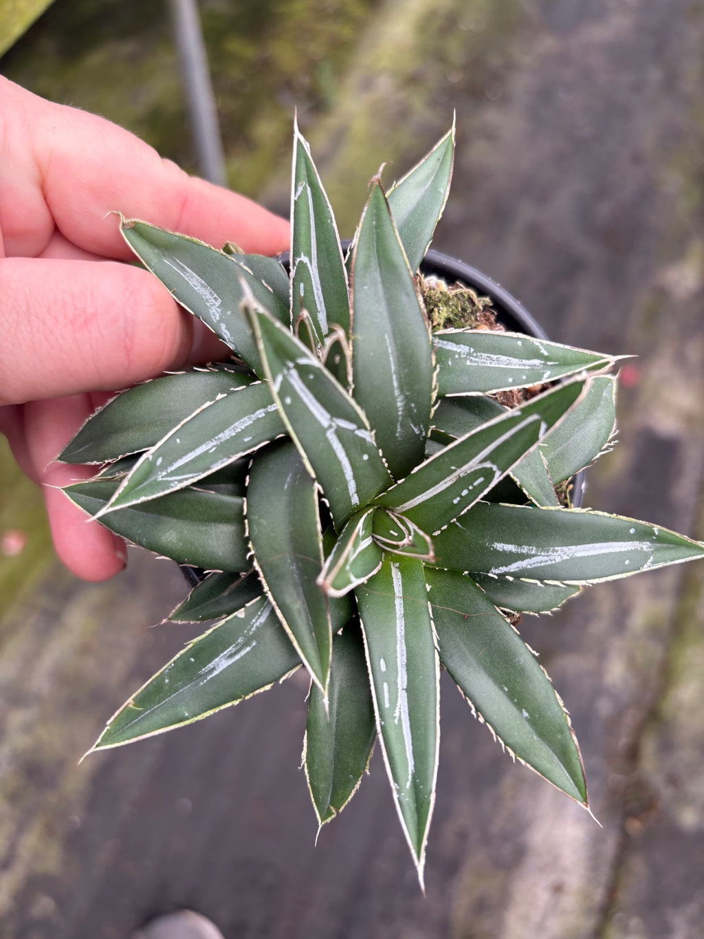 Agave Victoriae-Reginae