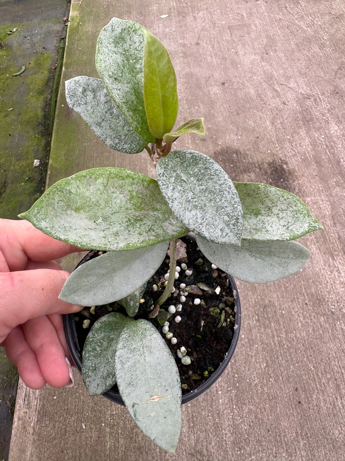 Hoya Nova Ghost