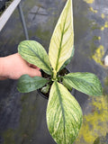 Spathiphyllum Sensation Mint