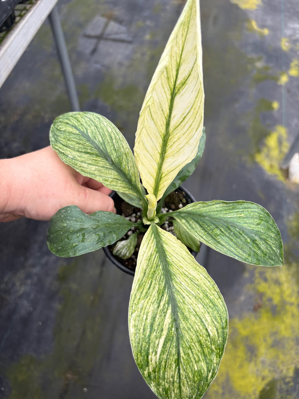 Spathiphyllum Sensation Mint