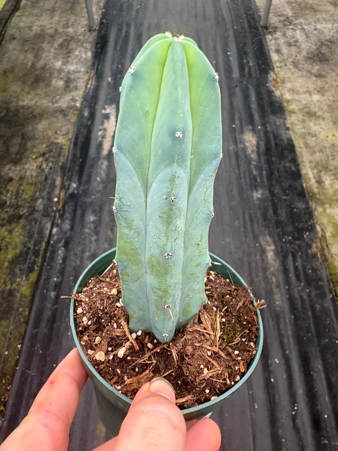 Blue Candle Cactus