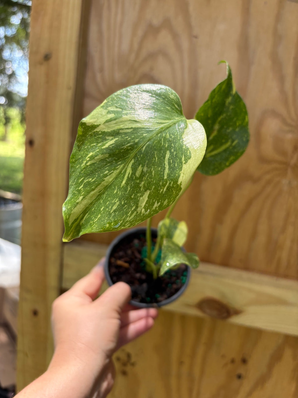 Monstera Electrolyte