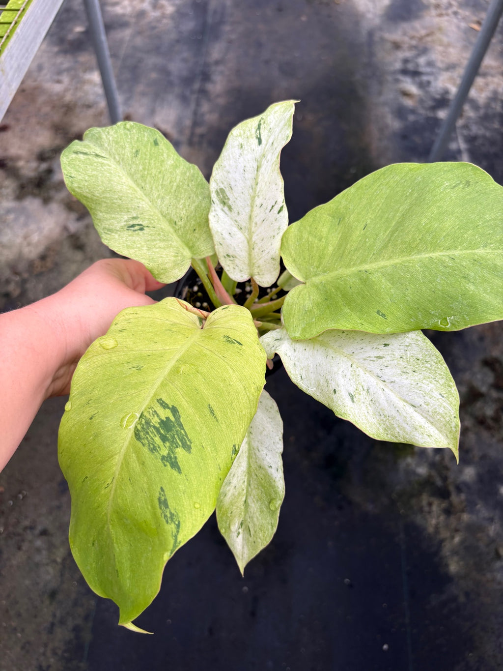 Philodendron Snowdrift