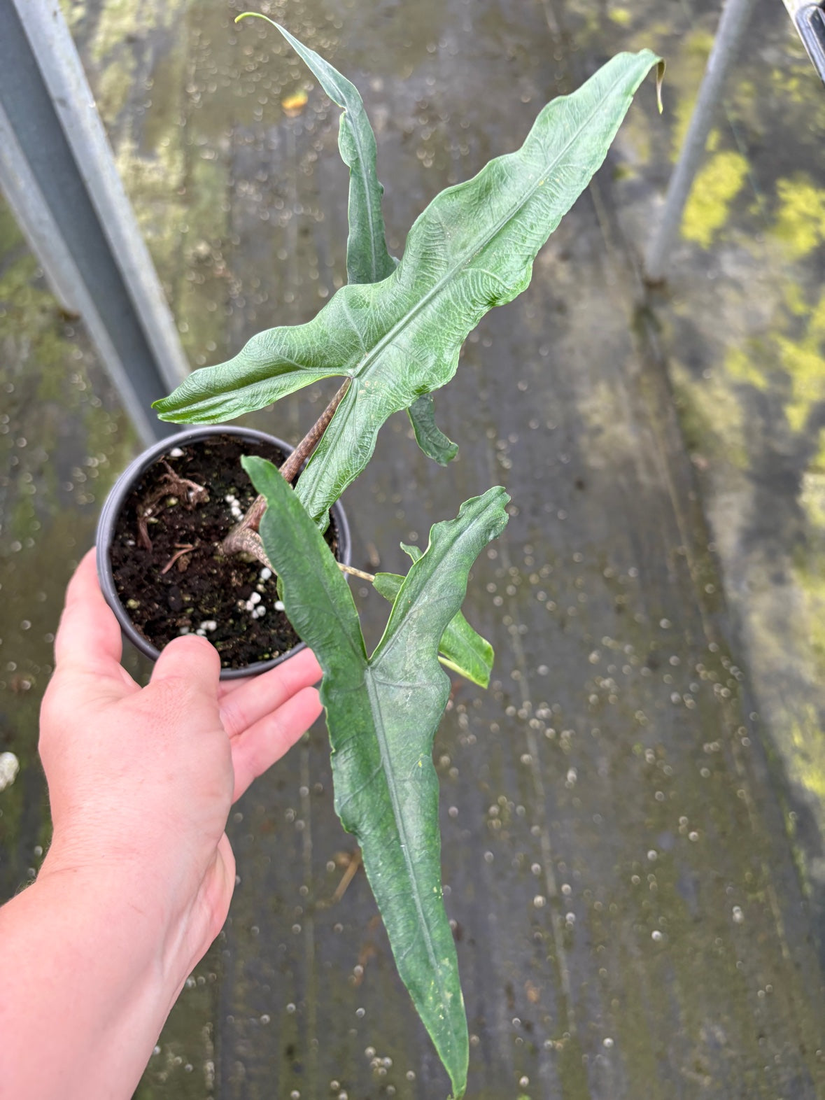Alocasia Sabrina
