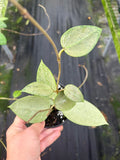 Hoya Silver Heart