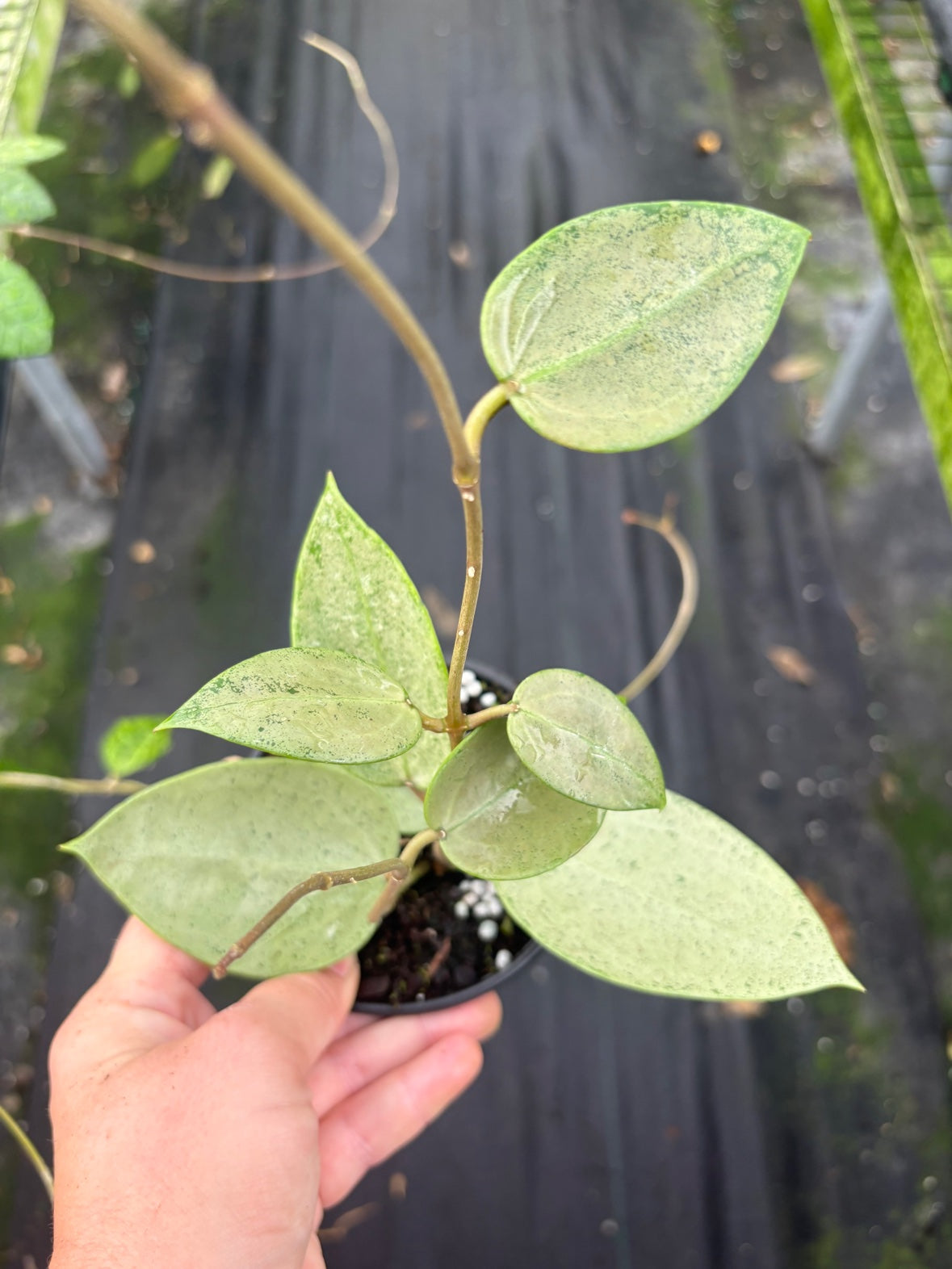 Hoya Silver Heart