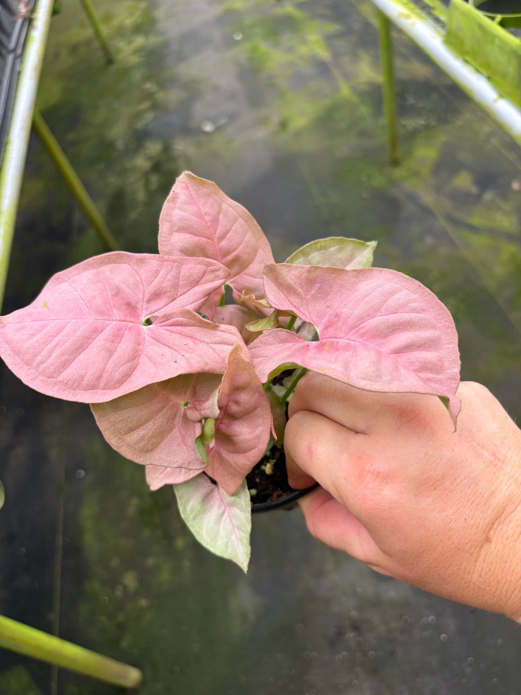 Syngonium Neon