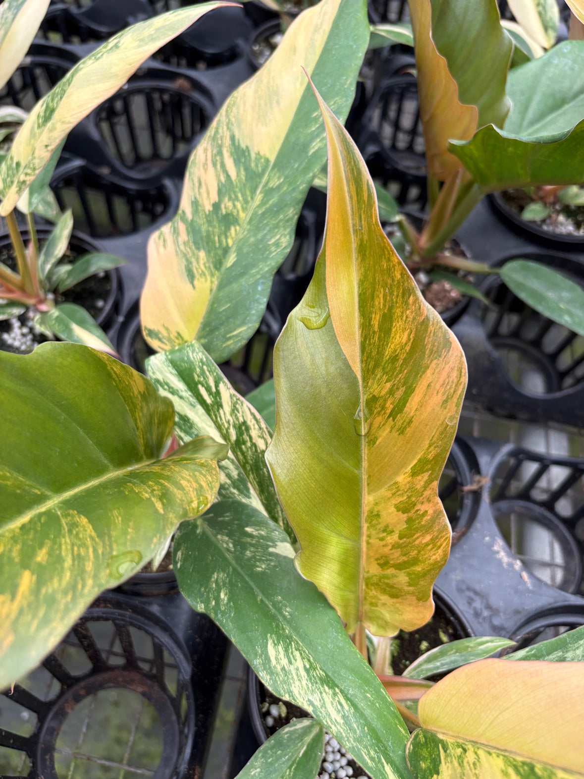 Caramel Marble Philodendron