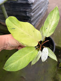 Philodendron Snowdrift